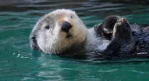 Sea Otter at Seattle Aquarium