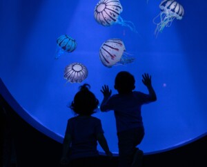 seaworld san diego jellyfish experience